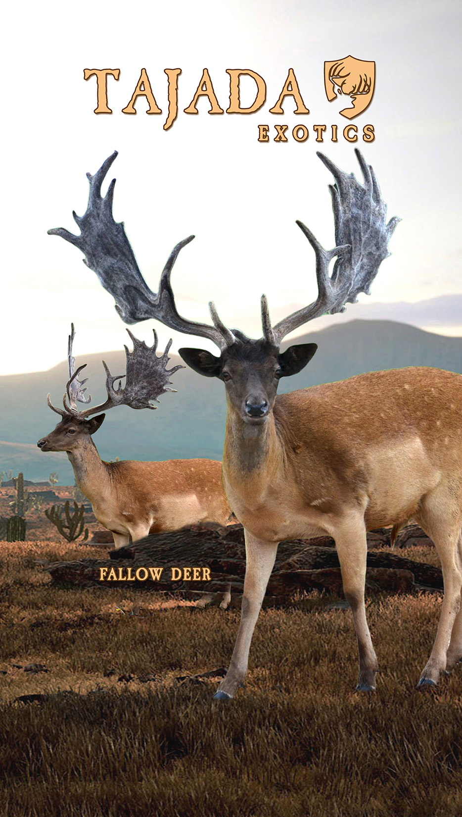 2024 pull-up / Fallow Deer