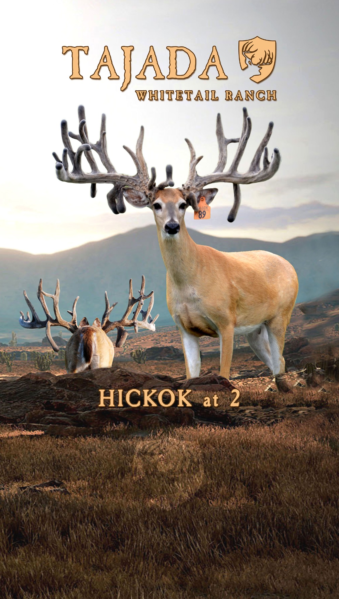 2024 pull-up / Hickok